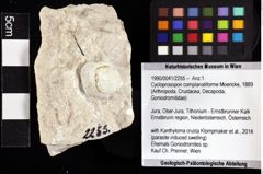 Foto (Objket + Etiketten) von Cycloprosopon complanatiforme (Moericke, 1889) 